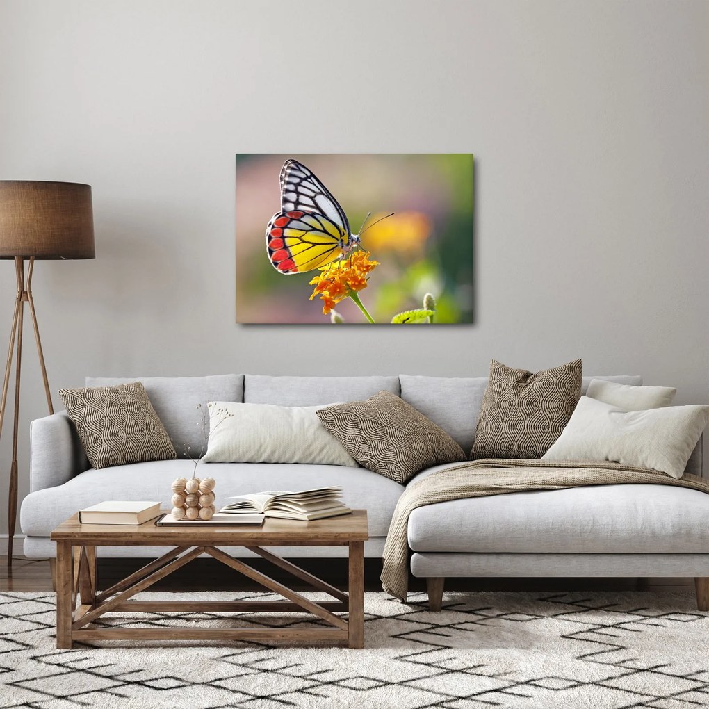 Obraz motýľa na kvete (70x50 cm)