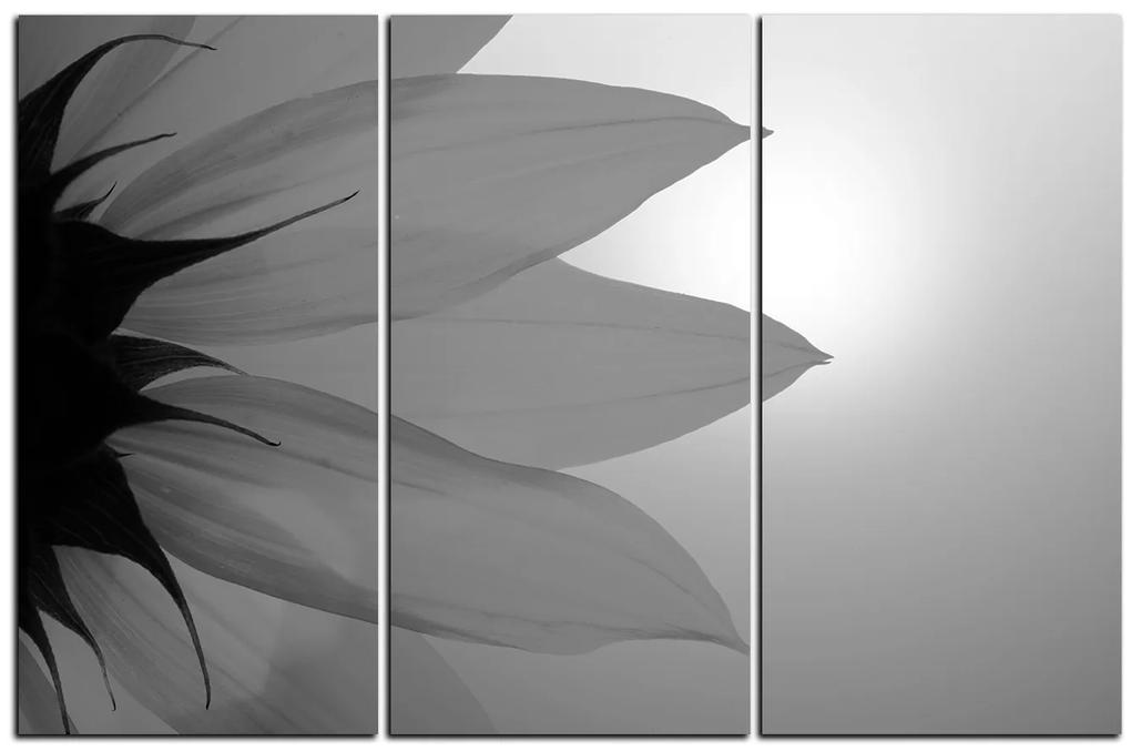 Obraz na plátne - Slnečnica kvet 1201QB (120x80 cm)