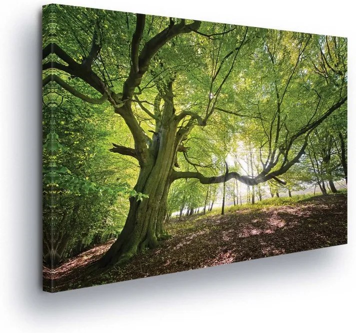 GLIX Obraz na plátne - Tree crown 100x75 cm