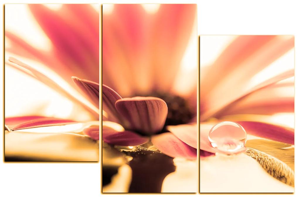 Obraz na plátne - Kvapka rosy na lúpeňoch kvetu 180QC (105x70 cm)