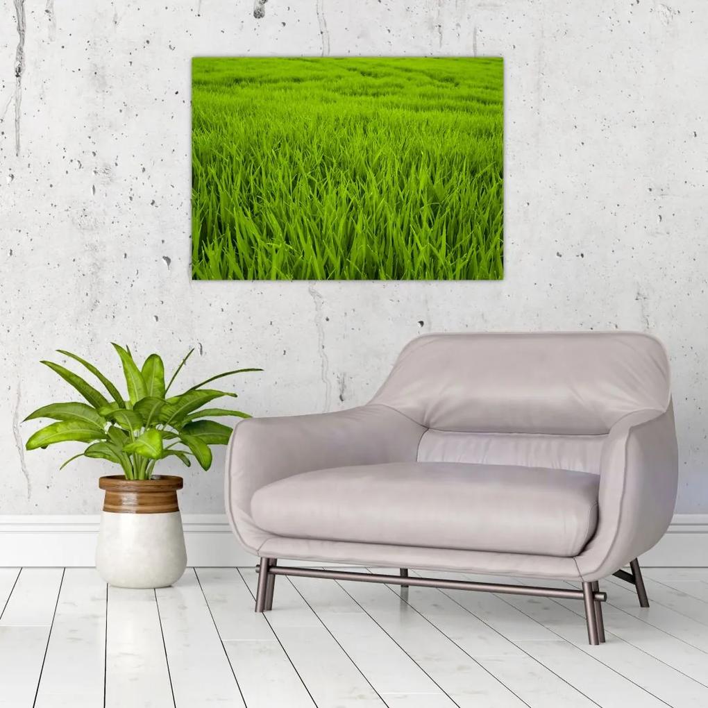 Sklenený obraz trávy (70x50 cm)