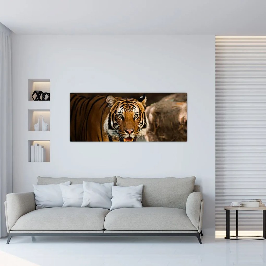 Obraz tigra (120x50 cm)