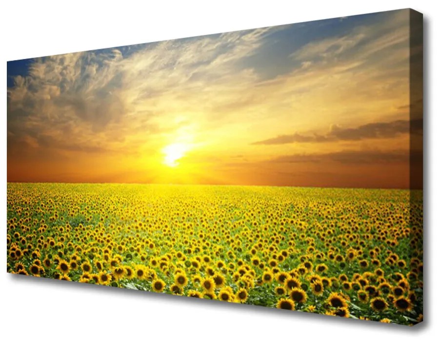 Obraz Canvas Slnko lúka slnečnica 140x70cm