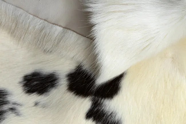 Koberec RENIFER POK007 krémový / sivý