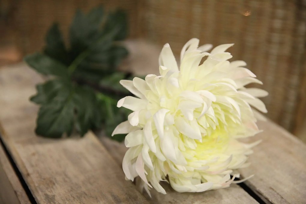 Biela chryzantéma stopková 80cm