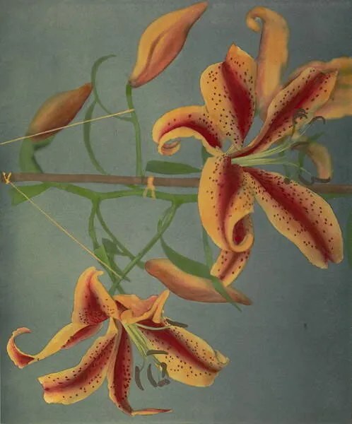 Obrazová reprodukcia Lily, 1896, Ogawa Kazumasa