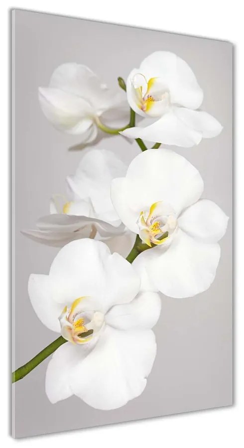 Foto obraz akryl do obývačky Biela orchidea pl-oa-70x140-f-133396361