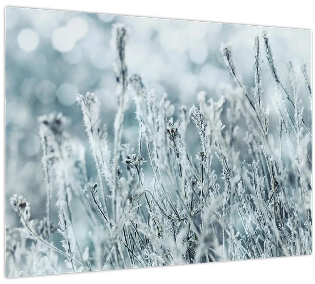 Obraz - Kúzlo zimy (70x50 cm)