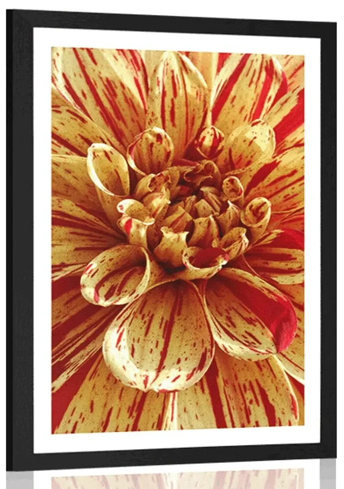 Plagát s paspartou exotická dália - 30x45 black