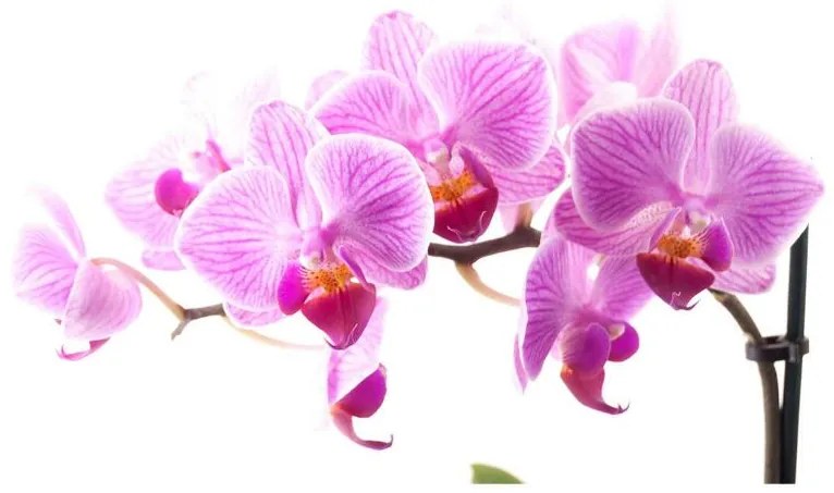 Fototapeta Vliesová Ružová orchidea 312x219 cm