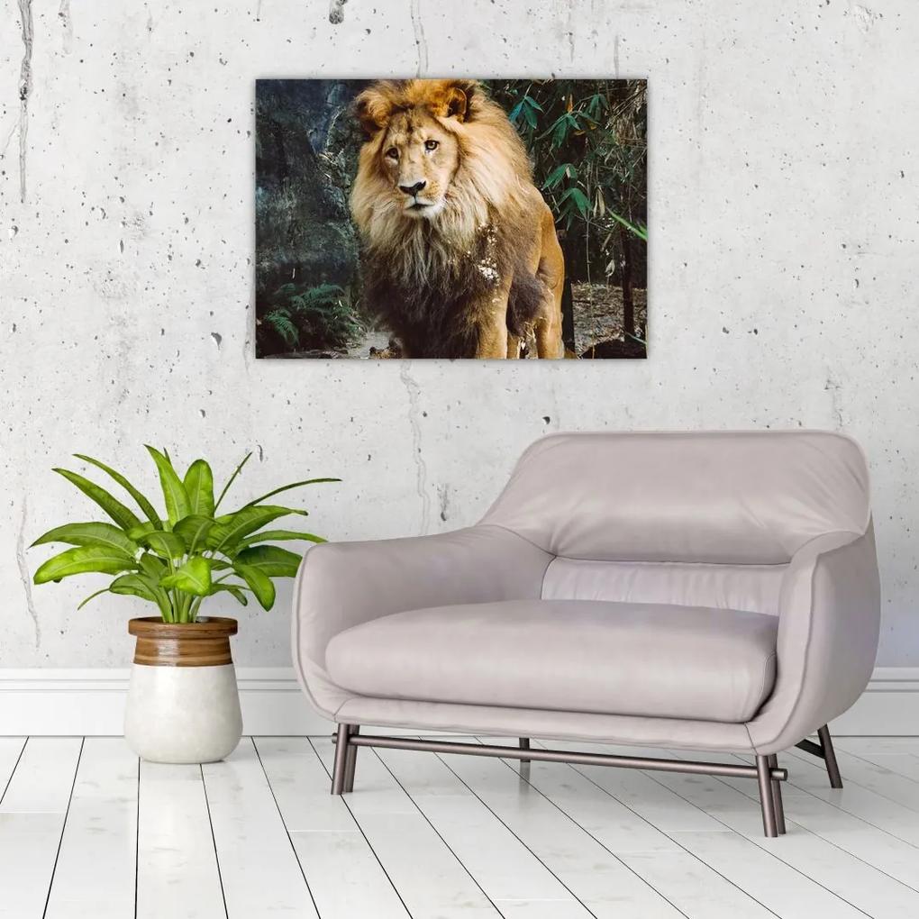 Sklenený obraz leva v prírode (70x50 cm)
