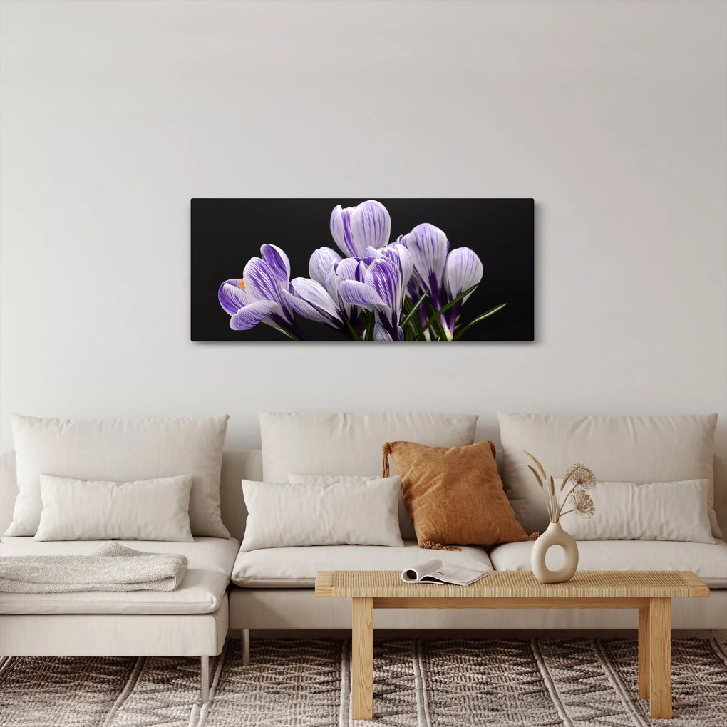 Obraz - Fialové krókusy (120x50 cm)