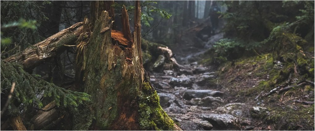 Obraz - V lese (120x50 cm)