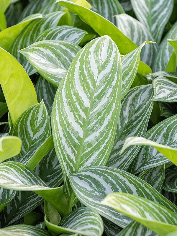 Aglaonema stripes 21x70 cm