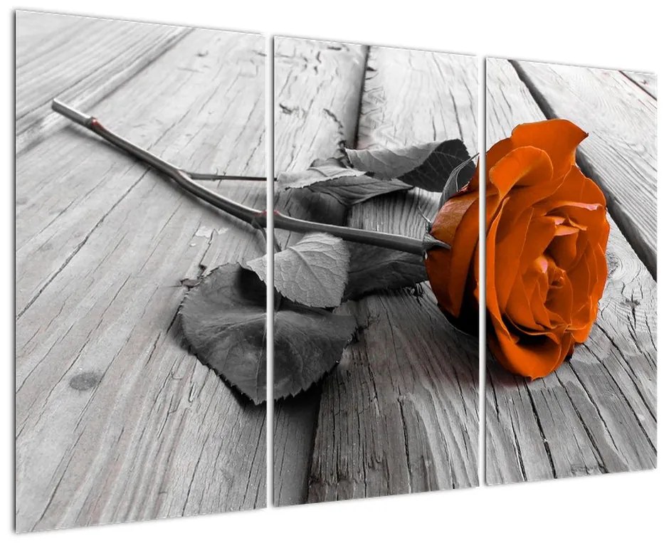Ruže oranžová - obraz