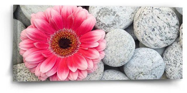 Sablio Obraz Gerbera na kameňoch - 110x50 cm