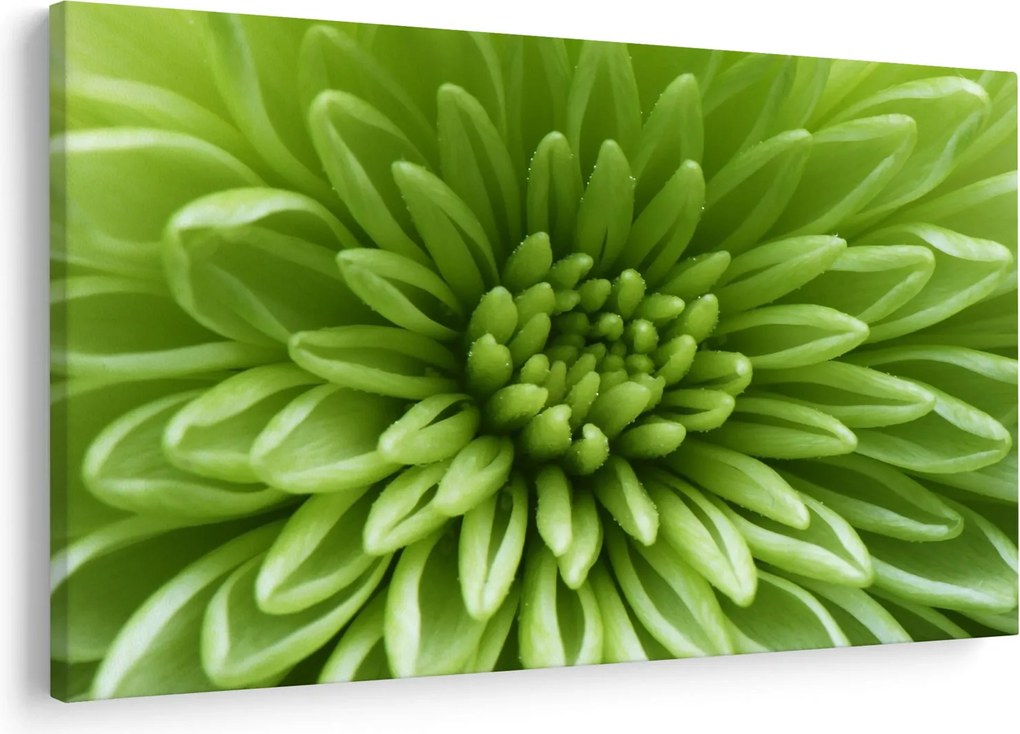Obraz - Makro snímka rastliny (90x60 cm)