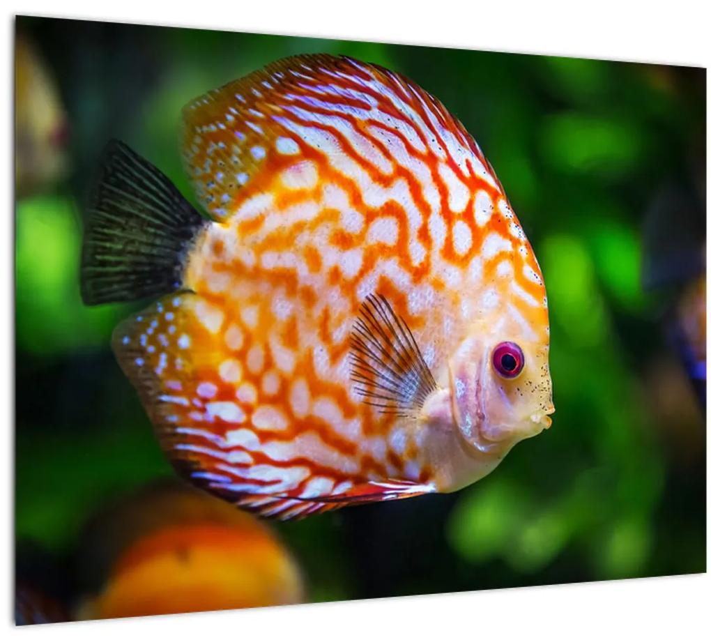 Obraz ryby (70x50 cm)