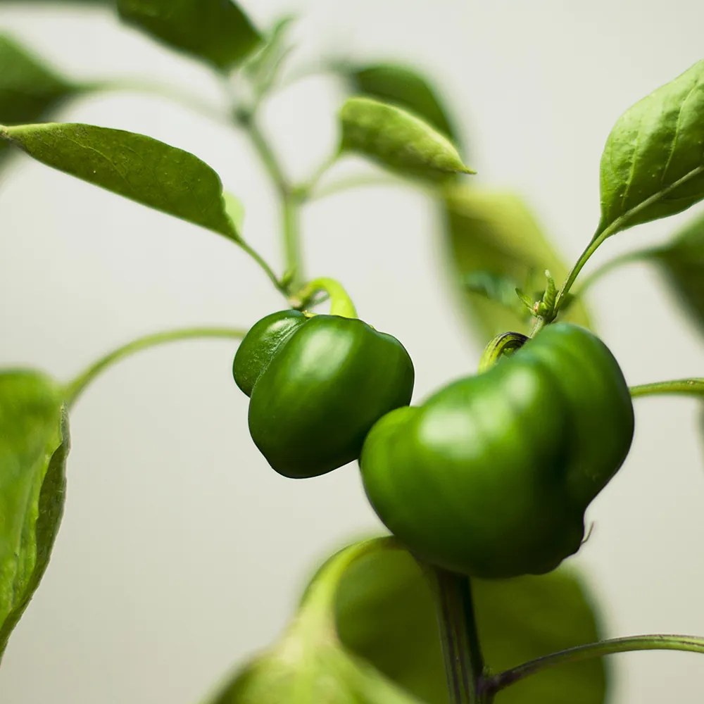 Gario Paraván Zelená paprika na vetve Rozmery: 180 x 170 cm, Prevedenie: Klasický paraván