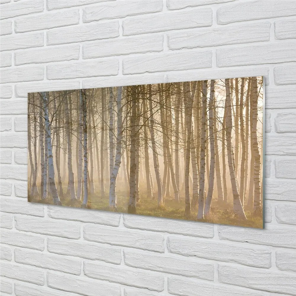 Sklenený obraz Sunrise strom les 120x60 cm