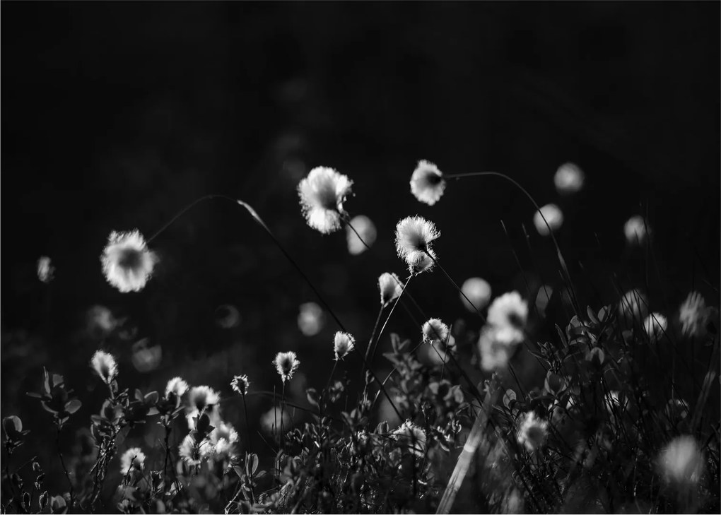 Sklenený obraz - Lúka s cottongrass N⁰1 (70x50 cm)