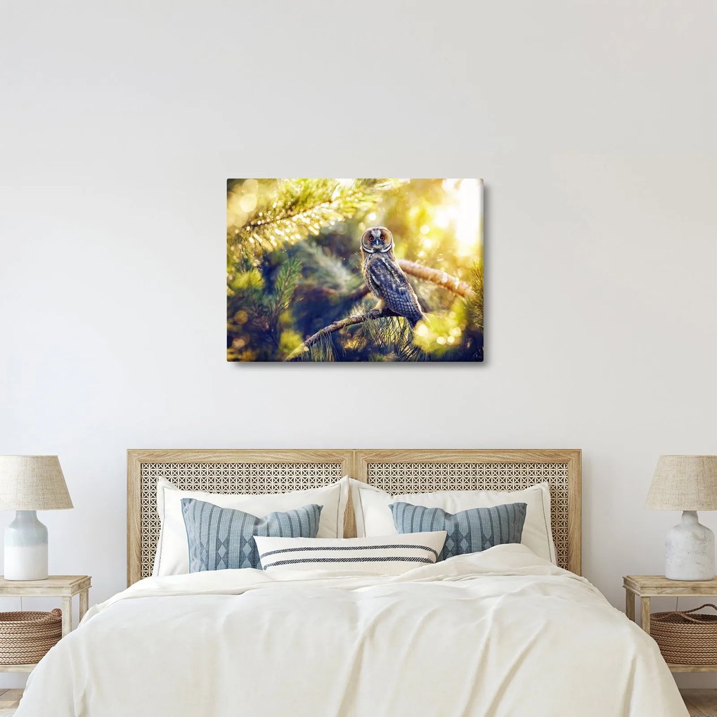 Obraz sovy na strome (70x50 cm)