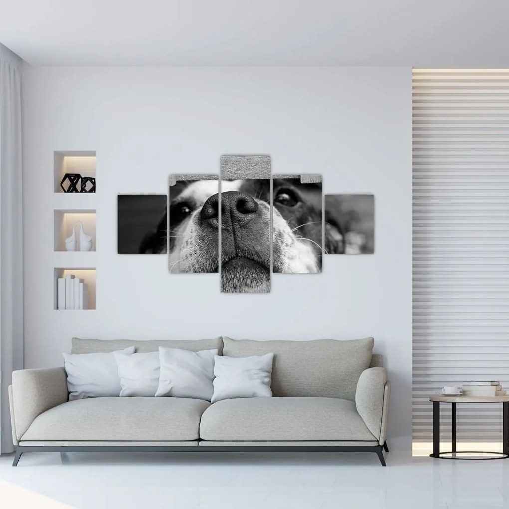 Obraz psa (125x70 cm), 40 ďalších rozmerov