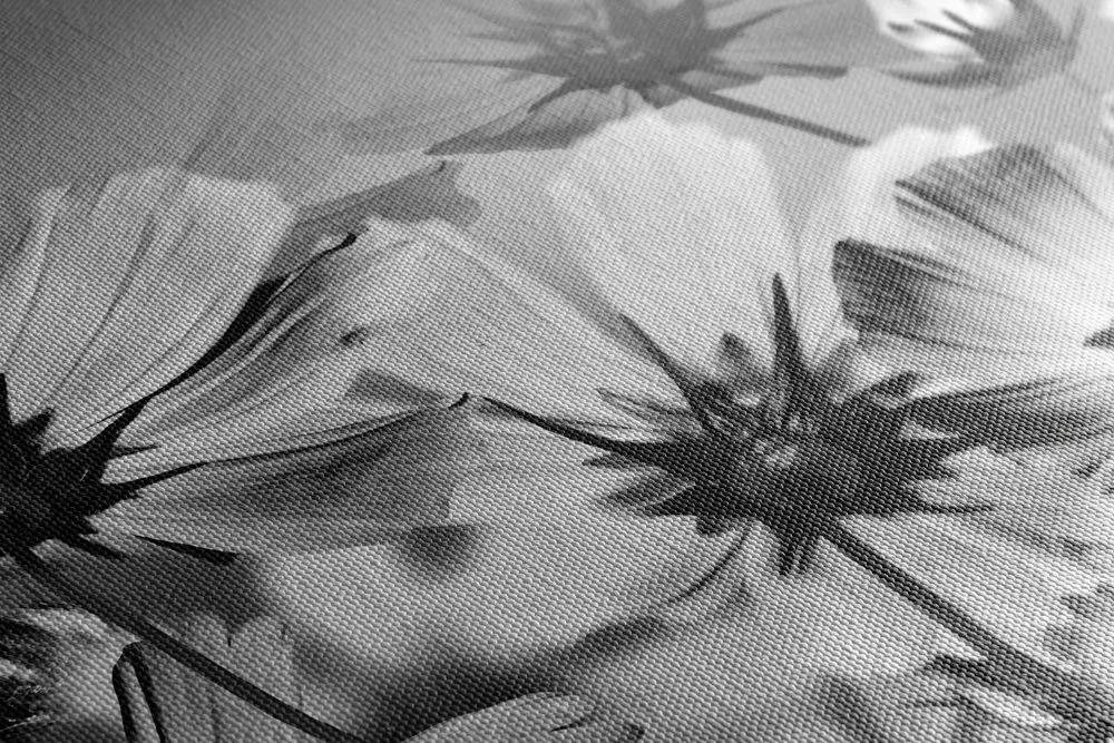 Obraz letné kvety v čiernobielom prevedení Varianta: 120x80