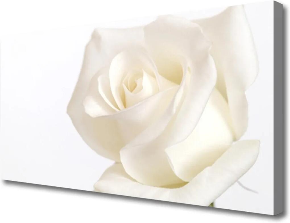 Obraz Canvas Sklenený Ruže Kvety