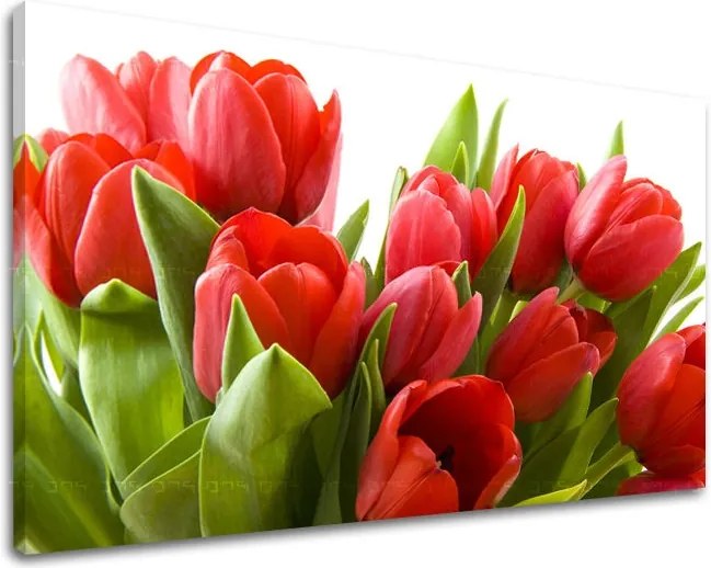Obraz na stenu KVETY TULIPÁNY