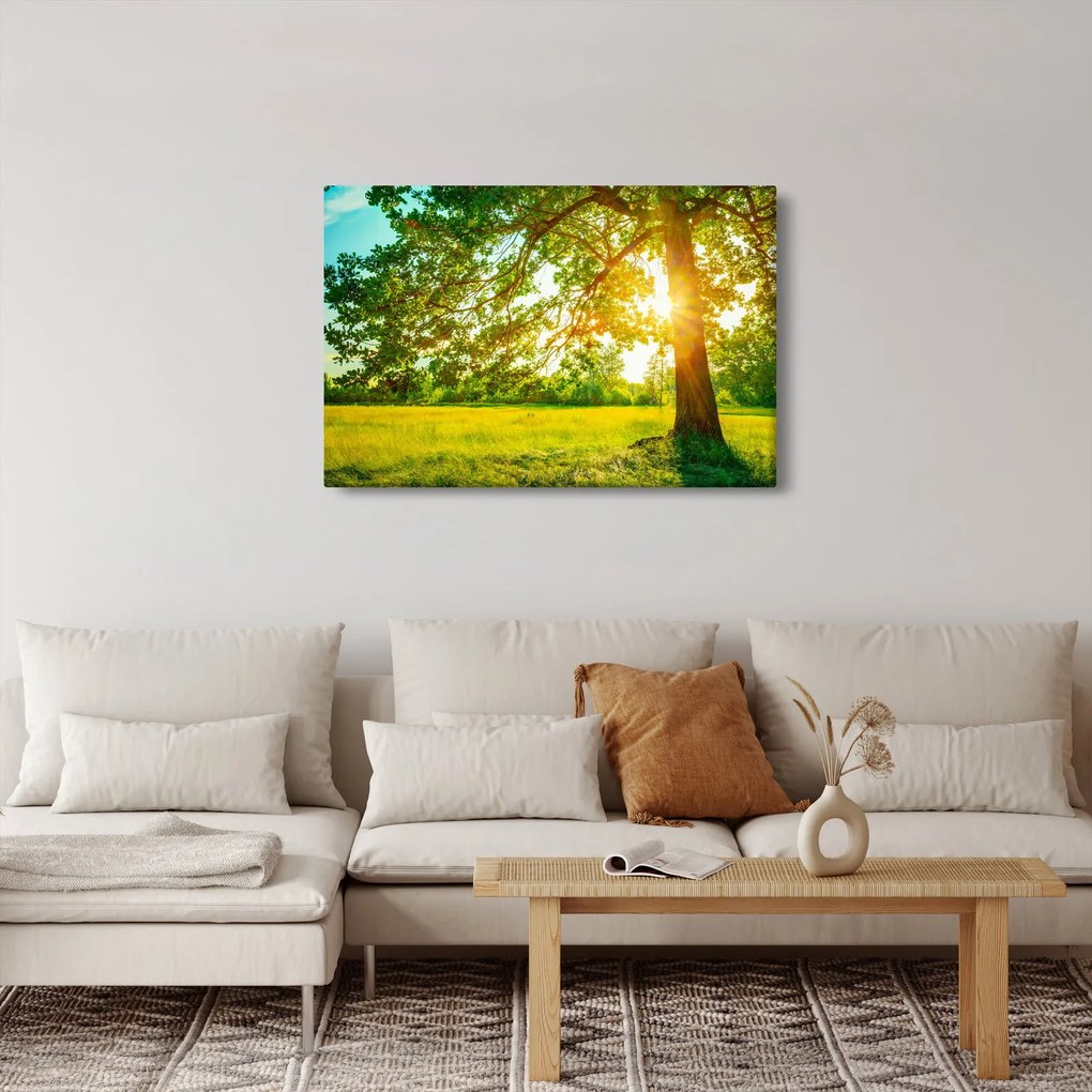 Obraz - Slnečný les (90x60 cm)