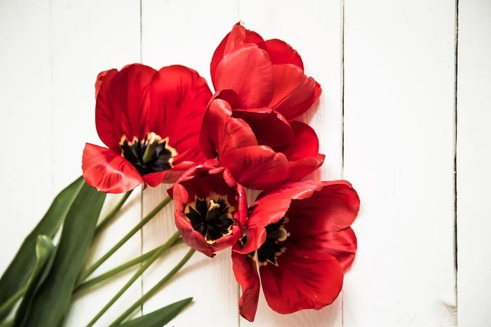 Samolepiaca fototapeta rozkvitnuté červené tulipány - 225x150