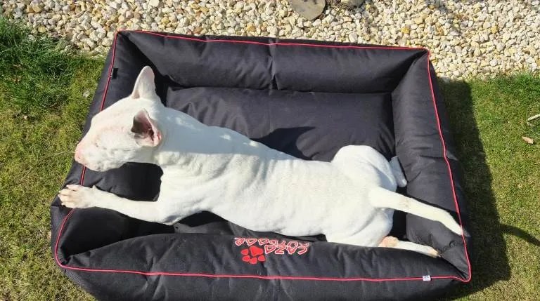 Pelech pre psa Outdoor Maxy Black M/L/XL/XXL/XXXL