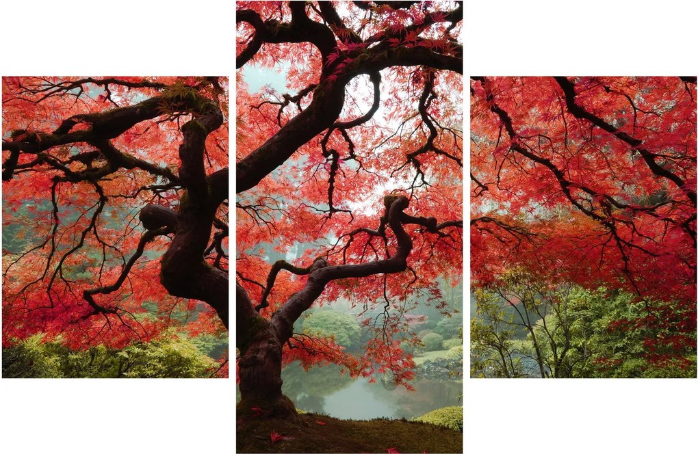 Obraz červeného japonského javora, Portland, Oregon (90x60 cm)