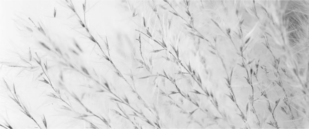 Obraz - Pampas grass N⁰2 (120x50 cm)