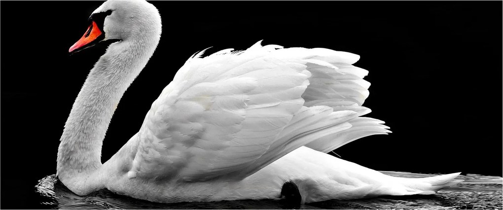Obraz čiernobielej labute (120x50 cm)