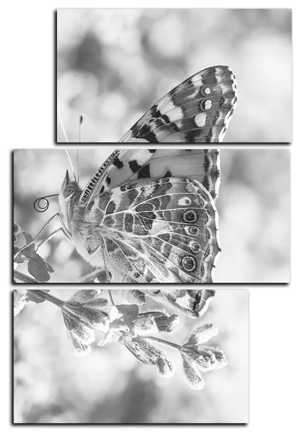 Obraz na plátne - Motýľ na levandule - obdĺžnik 7221QD (105x70 cm)