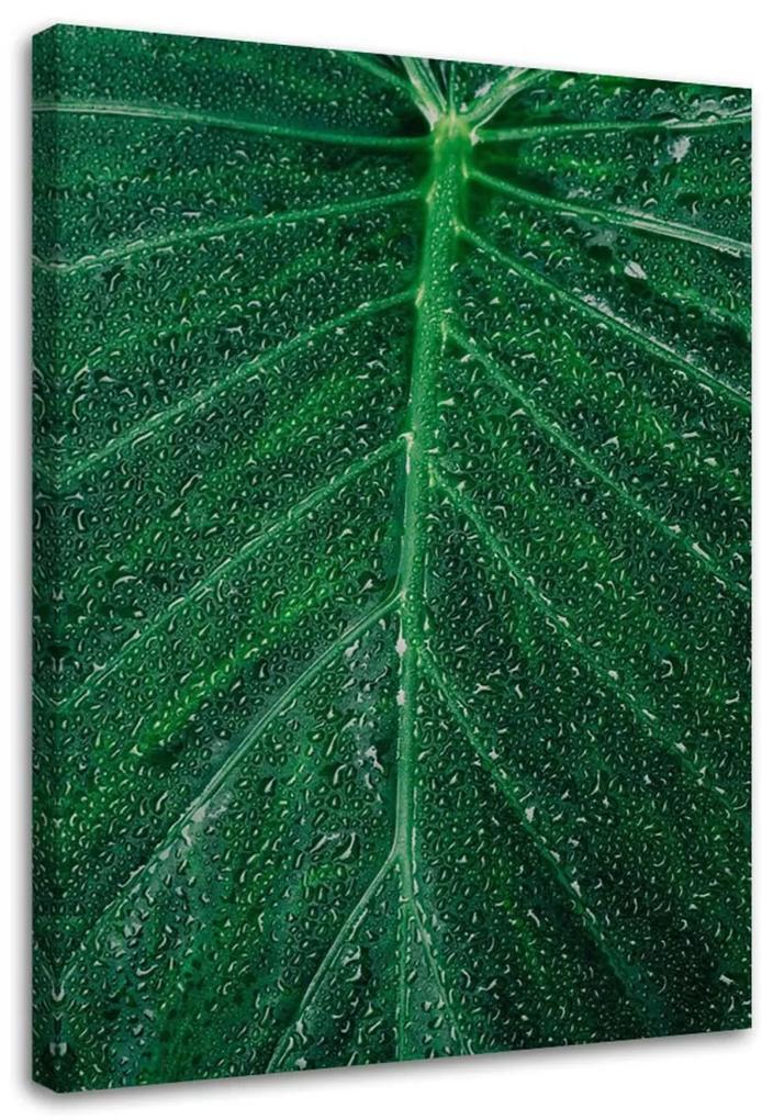 Obraz na plátně List Příroda Rostlina Zelená - 70x100 cm