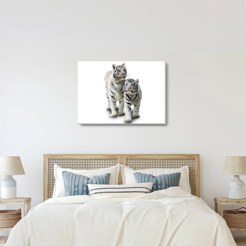 Obraz - Biely tiger (70x50 cm)