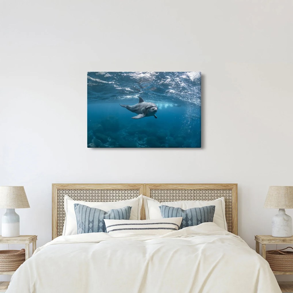 Obraz - Delfín pod hladinou (90x60 cm)