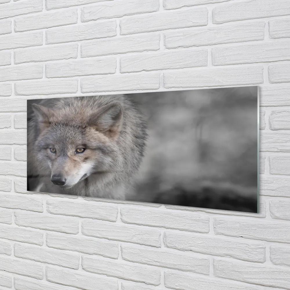 Obraz na akrylátovom skle Vlk 120x60 cm