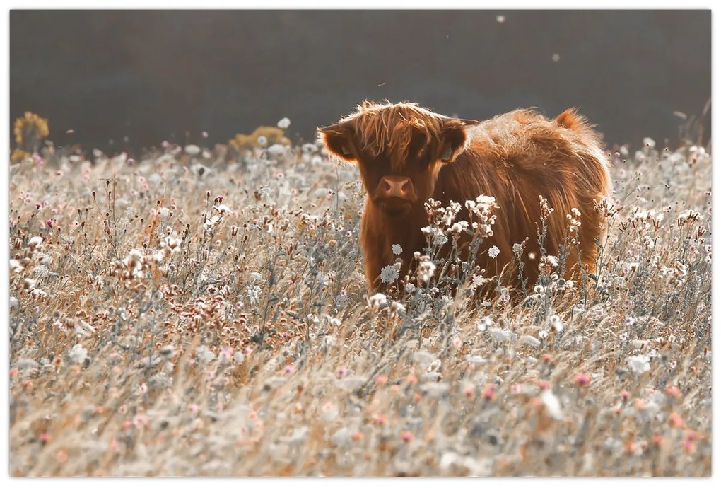 Obraz - Škótska krava v kvete (90x60 cm)