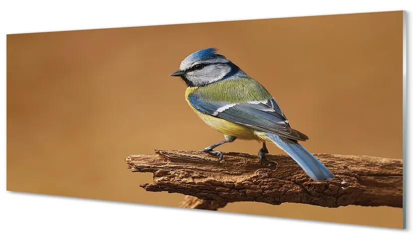 Obraz na akrylátovom skle Vták 120x60 cm