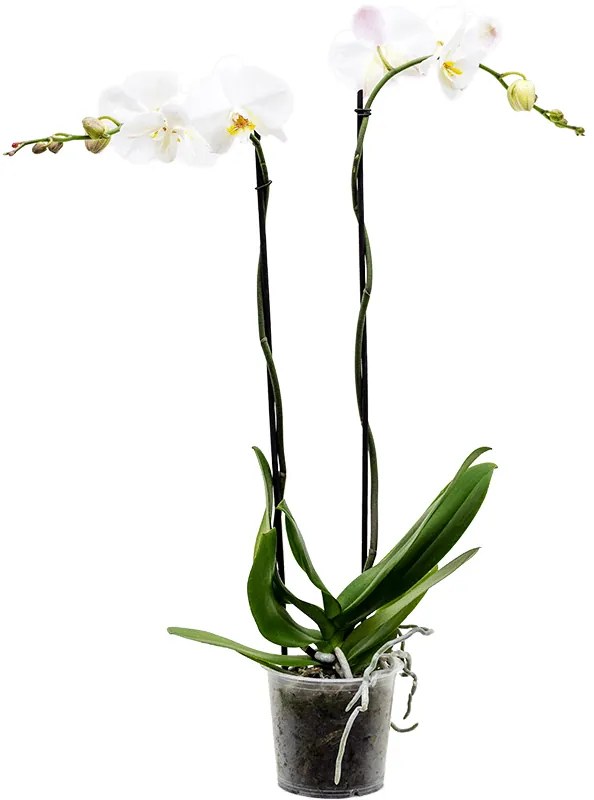 Phalaenopsis 'Tsarine' 2-Branches grandiflora White 15x100 cm