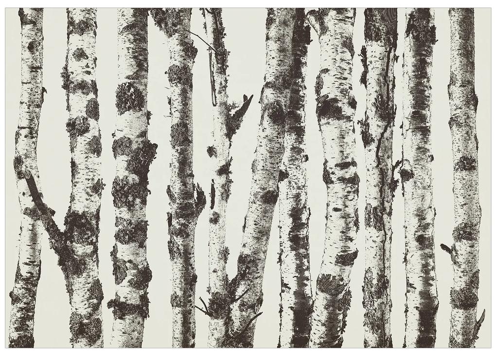 Artgeist Fototapeta - Stately Birches - First Variant Veľkosť: 150x105, Verzia: Standard