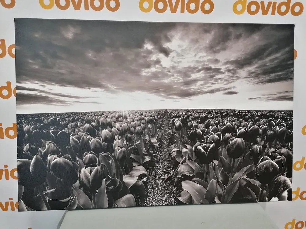 Obraz východ slnka nad lúkou s tulipánmi v čiernobielom prevedení