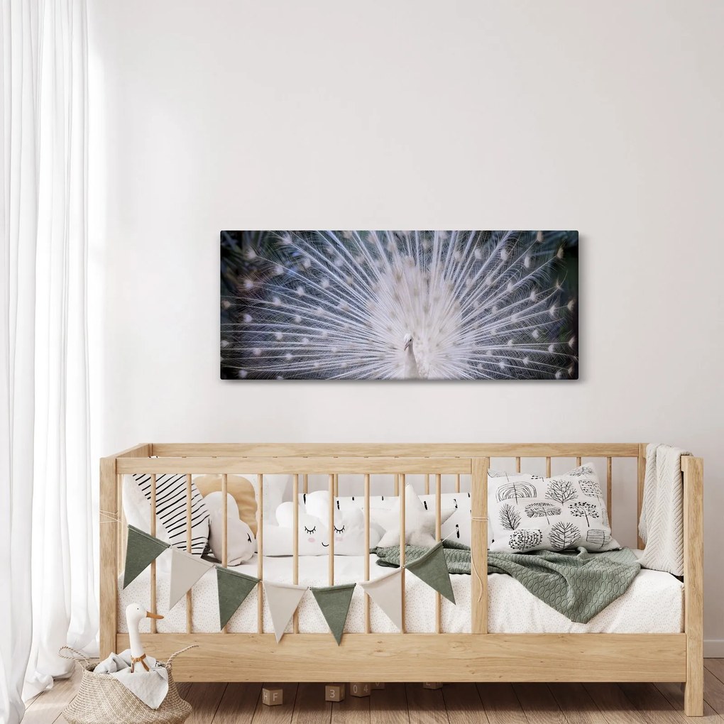 Obraz - Biely páv (120x50 cm)
