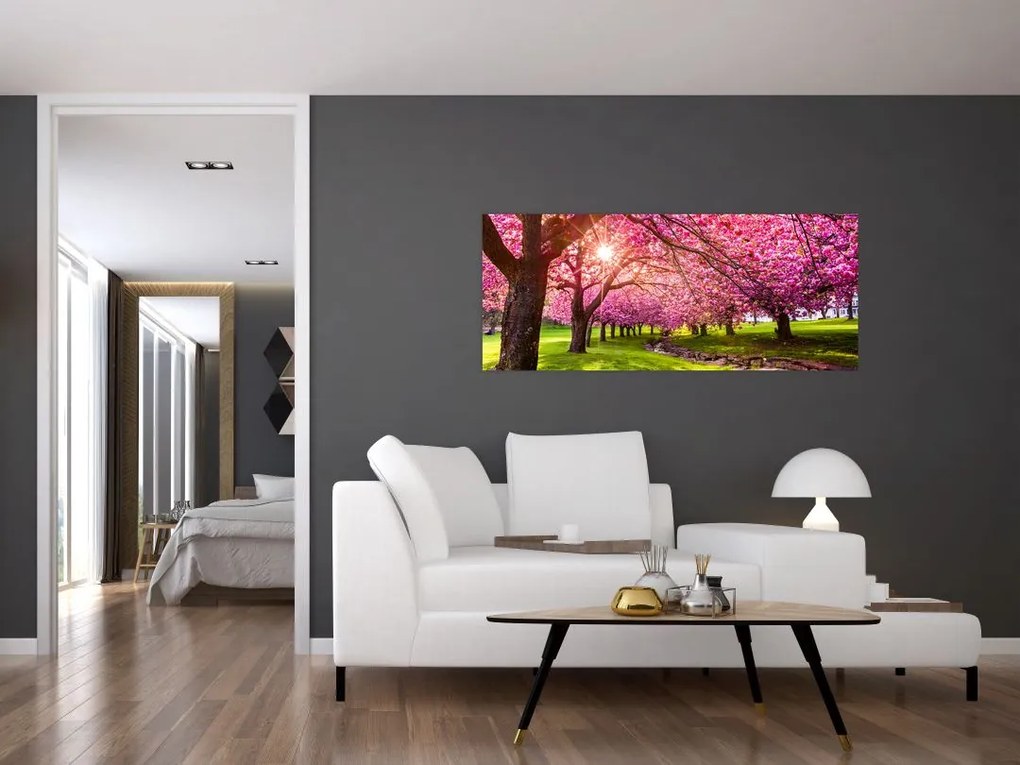 Obraz rozkvitnutých čerešní, Hurd Park, Dover, New Jersey (120x50 cm)