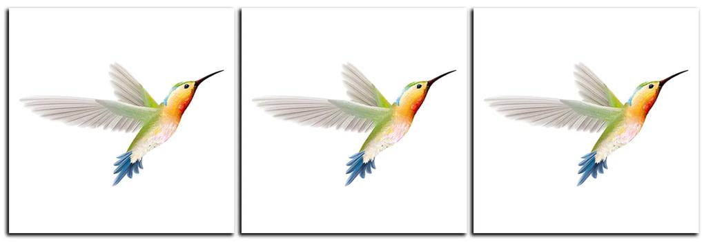 Obraz na plátne - Kolibrík na bielom pozadí - panoráma 589A (120x40 cm)