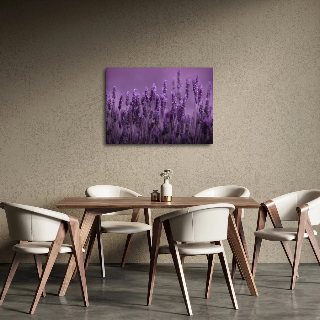 Obraz - Levanduľa (70x50 cm)